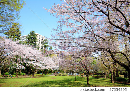 Cherry blossoms at the spring wind park in Nerima-ku 27354295