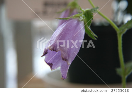 紫色螢火蟲罌粟 27355018