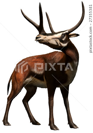 Kyptoceras Kyptoceras 27355381