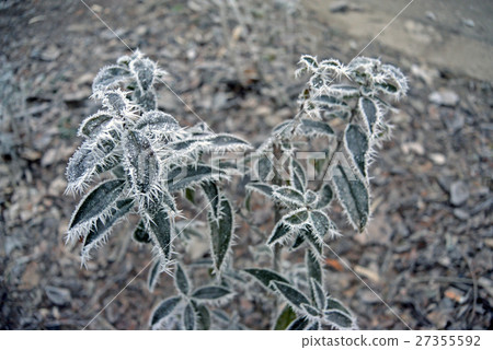 Green leaves of the plant covered with winter 27355592