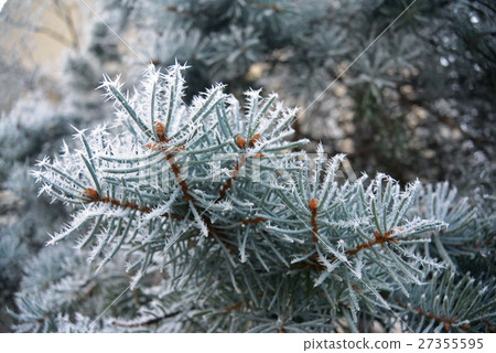 blue spruce branches and needles covered with blue spruce branches and needles covered with 27355595