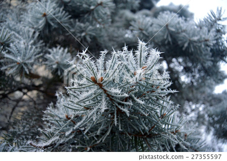 blue spruce branches and needles covered with blue spruce branches and needles covered with 27355597