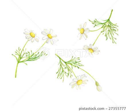 洋甘菊洋甘菊 27355777