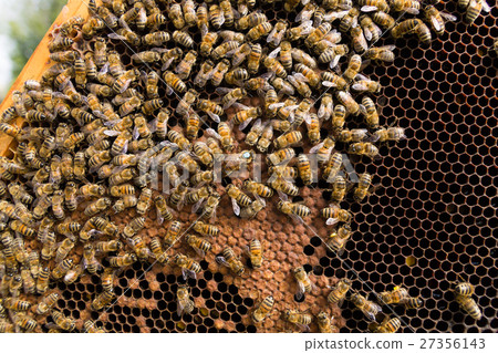 Queen bee close up Queen bee close up 27356143