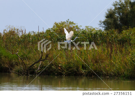 Great egret flying Great egret flying 27356151