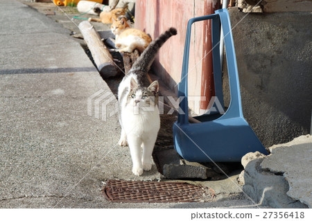 Cat in Ehime Prefecture Qingdao Cat in Ehime Prefecture Qingdao 27356418