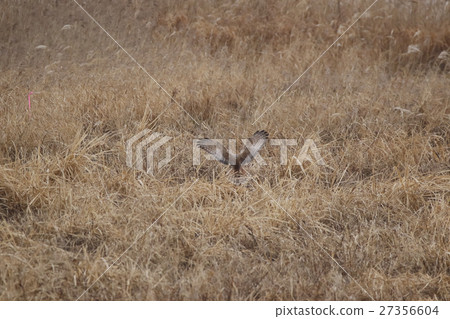 A crow A crow 27356604