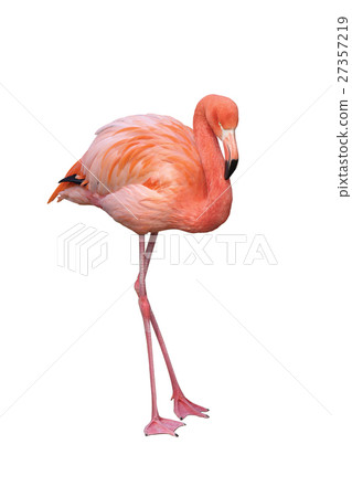 Flamingo  27357219