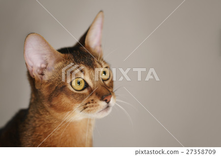 young abyssinian cat sitting on the floor young abyssinian cat sitting on the floor 27358709