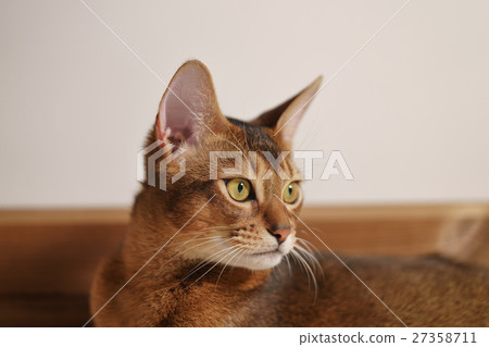 young abyssinian cat sitting on the floor young abyssinian cat sitting on the floor 27358711