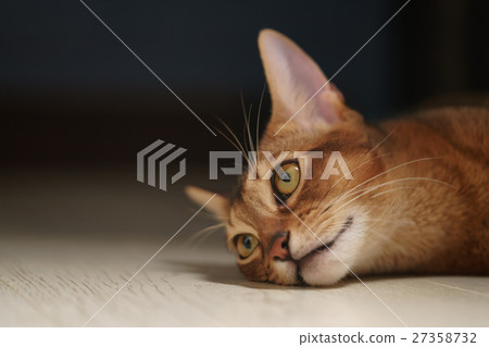 young abyssinian cat lying on the floor young abyssinian cat lying on the floor 27358732
