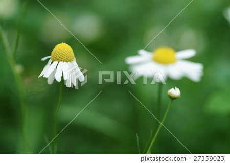 daisy flowers on summer meadow closeup macro shot 27359023