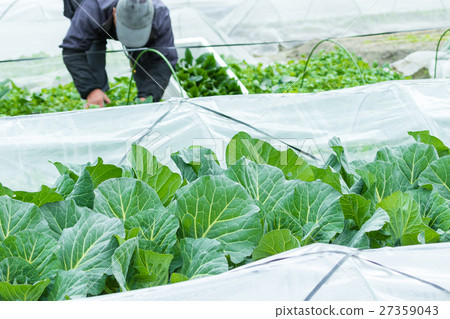 Cabbage vegetables Speaker farmhouse Agriculture TPP leafy vegetables 27359043