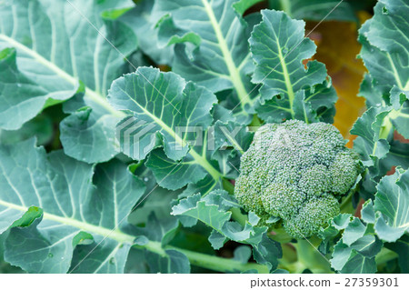 在硬花甘藍農舍菜葉子十字花科的菜冬天 照片素材 圖片 圖庫