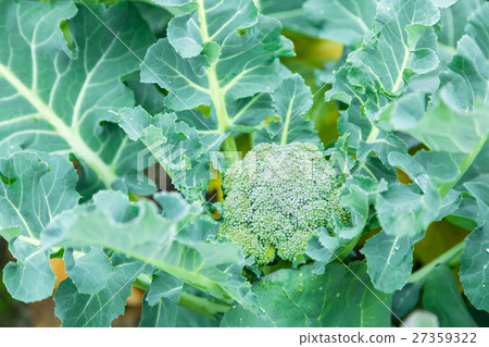 在硬花甘藍農舍菜葉子十字花科的菜冬天 在硬花甘藍農舍菜葉子十字花科的菜冬天 27359322
