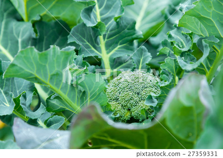 Vegetable winter in broccoli farmhouse Vegetable leaf Brassicaceae 27359331