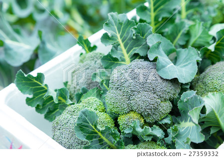 Vegetable winter in broccoli farmhouse Vegetable leaf Brassicaceae 27359332