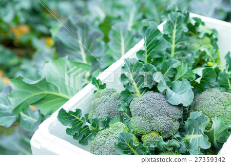 Vegetable winter in broccoli farmhouse Vegetable leaf Brassicaceae 27359342