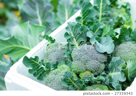 Vegetable winter in broccoli farmhouse Vegetable leaf Brassicaceae 27359343