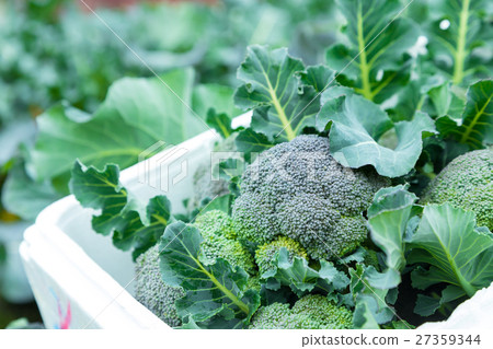 Vegetable winter in broccoli farmhouse Vegetable leaf Brassicaceae 27359344