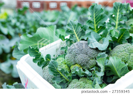 Vegetable winter in broccoli farmhouse Vegetable leaf Brassicaceae 27359345