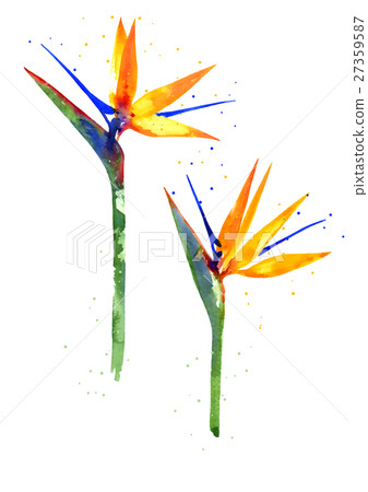 Watercolor Strelitzia flower Watercolor Strelitzia flower 27359587