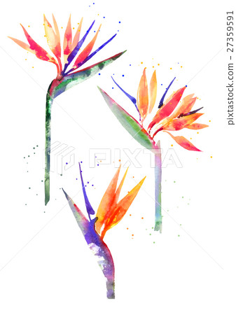 Watercolor Strelitzia flower 27359591