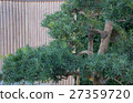 Bonsai on the background of bamboo fence in Chinese style 27359720