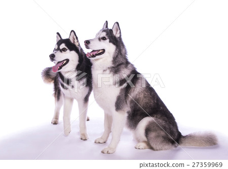 Large dog pet Siberian husky 2 dogs Large dog pet Siberian husky 2 dogs 27359969