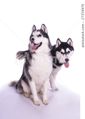 Large dog pet siberian husky 27359970