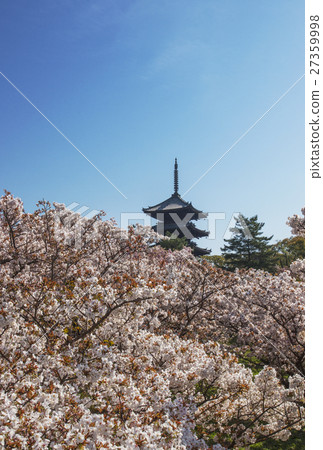 Ninna-ji Temple of Cherry blossoms in Kyoto and cherry blossoms 27359998
