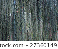 texture of blue spruce with drooping branches 27360149