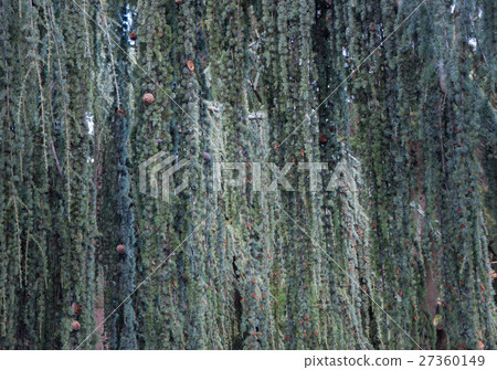 texture of blue spruce with drooping branches 27360149