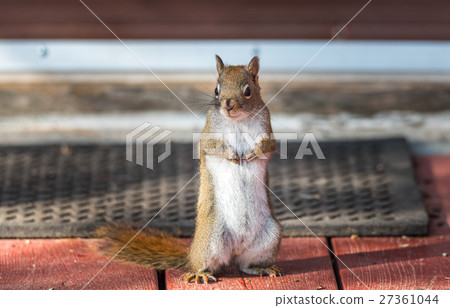 Red squirrel stands in front of the door. 27361044