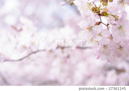 櫻花（+芽+高鍵） 27361145