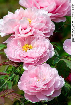 Button (Peony) Button (Peony) 27361394
