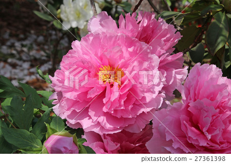 Button (Peony) 27361398