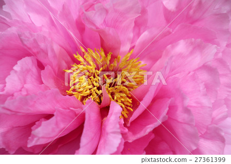 鈕扣（牡丹） 27361399