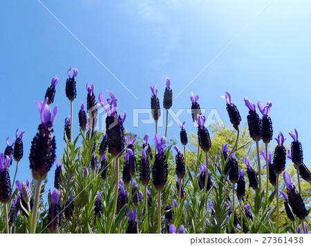 French Lavender French Lavender 27361438