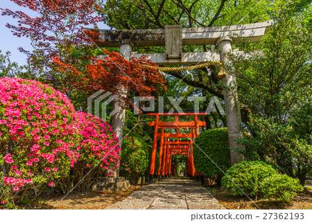 Scenery of torii of Ozu Inari shrine Scenery of torii of Ozu Inari shrine 27362193