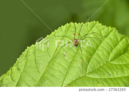 darry long legs darry long legs 27362265