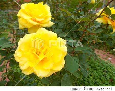 Rose flower (Golden · medallion) Rose flower (Golden · medallion) 27362671