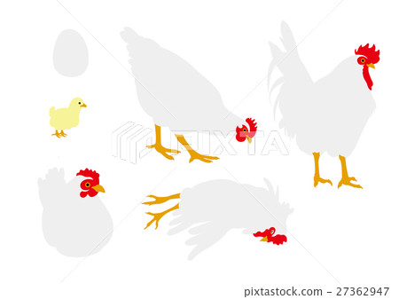 Illustration set of white chicken 27362947