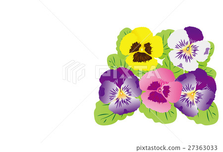 Pansy 27363033