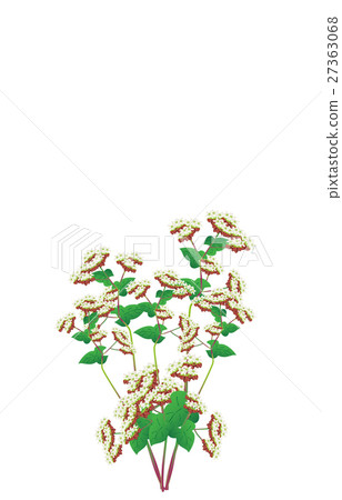 Buckwheat noodles 27363068