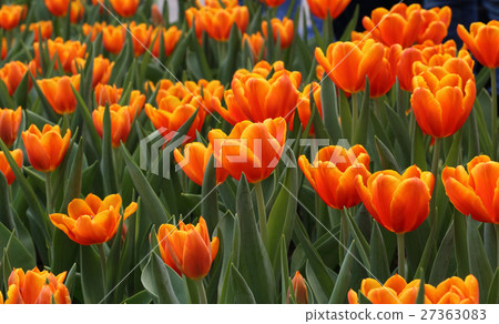 beautiful blooming orange tulip field in spring 27363083
