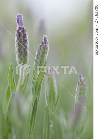 Fren Lavender (Bud 3) 27363700