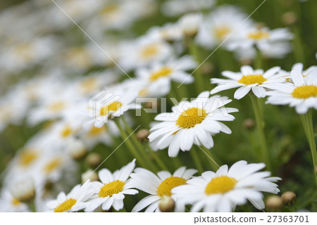 Margaret Margaret 27363701