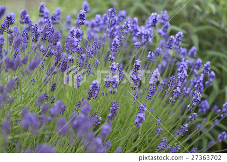 Lavender 1 Lavender 1 27363702