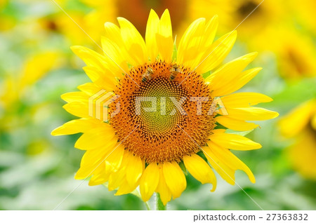 Bee and sunflower Bee and sunflower 27363832